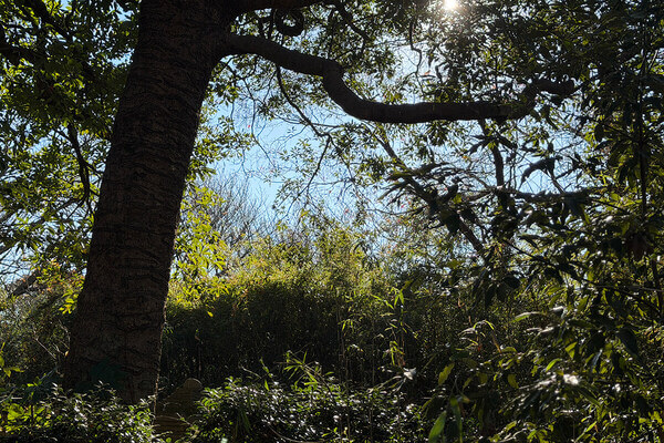 ホテル　鎌倉　観光　開業記念