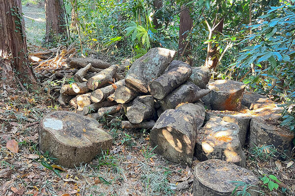 ホテル　鎌倉　観光　開業記念