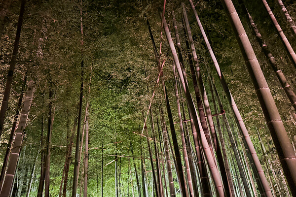 鎌倉　ホテル　観光　報国寺　竹寺　夜　ナイトイベント　拝観
