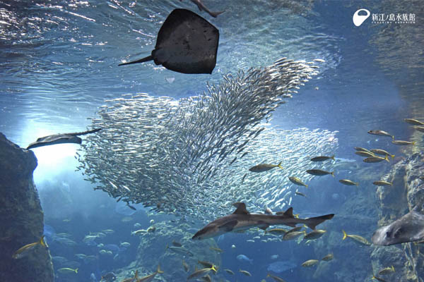 鎌倉　観光　ホテル　新江ノ島水族館　えのすい　チケット　水族館