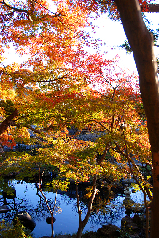 鎌倉　長谷寺　紅葉　夜間拝観