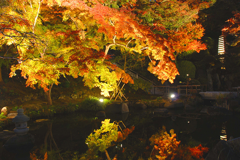 鎌倉　長谷寺　紅葉　夜間拝観