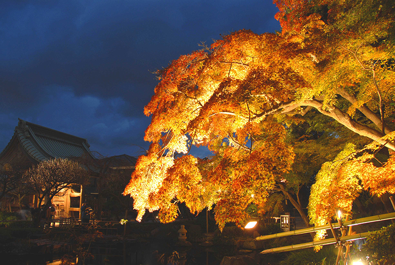 鎌倉　長谷寺　紅葉　夜間拝観