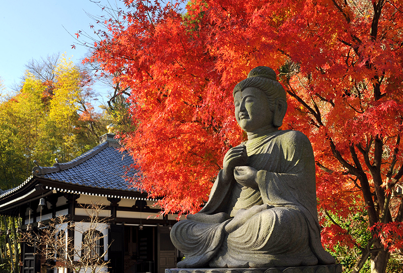 鎌倉　長谷寺　紅葉　夜間拝観