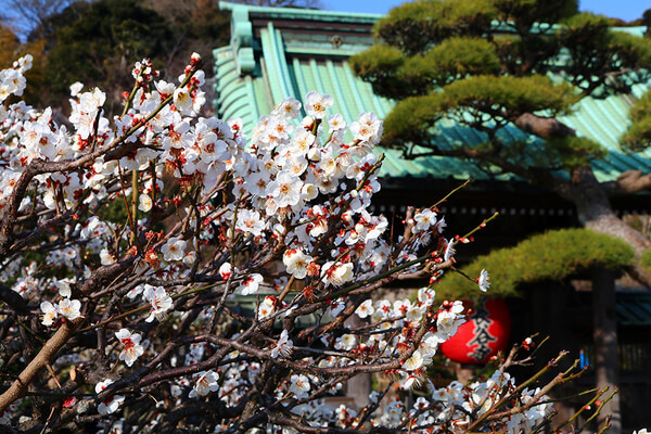 鎌倉 ホテル 観光 長谷寺 拝観券