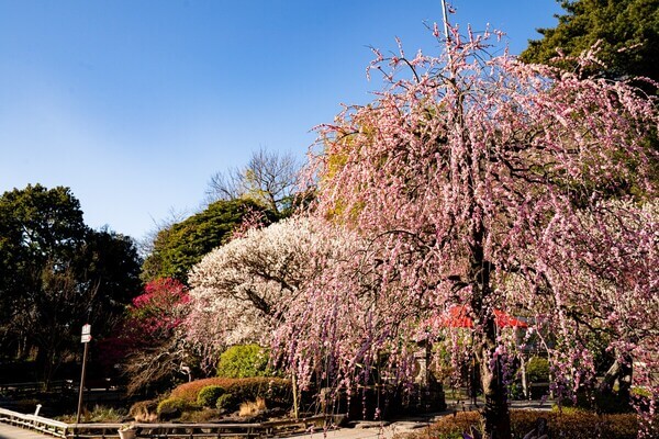 鎌倉　ホテル　観光　長谷寺　拝観券