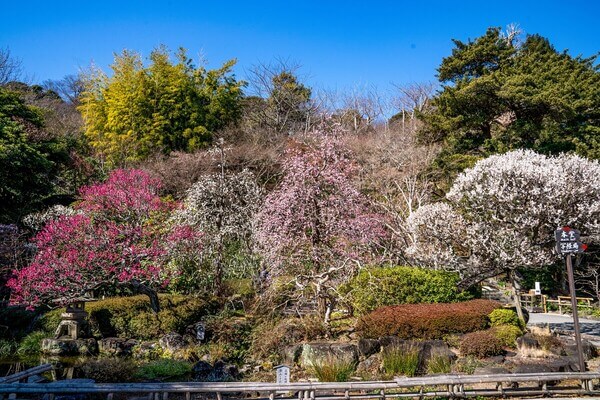 鎌倉　ホテル　観光　長谷寺　拝観券